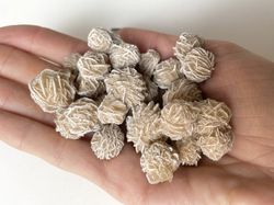 Mini Rosa del Desierto blanca