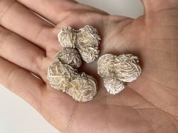 Mini Rosa del Desierto blanca