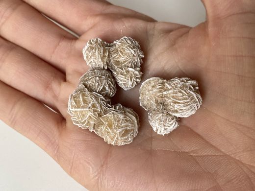 Mini Rosa del Desierto blanca