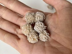 Mini Rosa del Desierto blanca