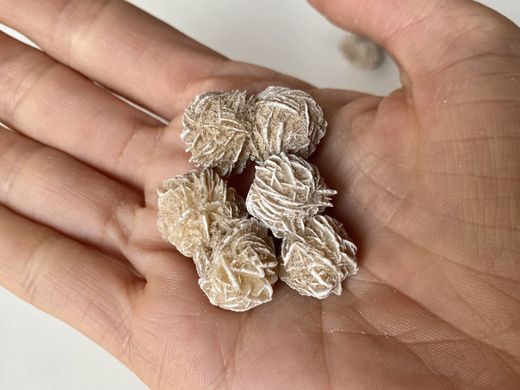 Mini Rosa del Desierto blanca