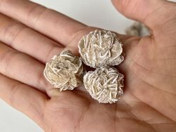 Mini Rosa del Desierto blanca
